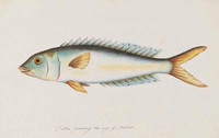 Unidentified fish, 1790s a5206012t