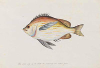 Unidentified fish, 1790s a5206013b