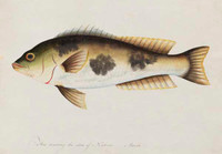 Unidentified fish, 1790s a5206017b