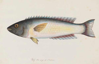 Unidentified fish, 1790s a5206017t