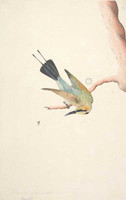 Variegated bee-eater, 1790s a805072