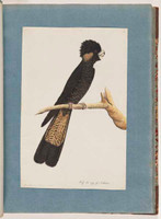 Yellow-tailed black cockatoo, 1790s