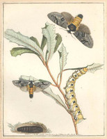 Banksia beauty (banksia moth - Psalidostetha banksiae), 1803