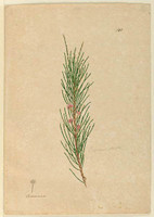 Casuarina stricta (Allocasuarina verticillata), c.1806