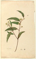 Eucalyptus, c.1806