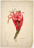 Gigantic lily (Gymea lily - Doryanthes excelsa), c.1806