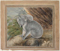 Koala and young, 1803