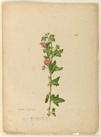 Malva capensis (cape mallow - Anisodontea capensis) c.1806