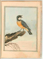 Orange breasted thrush (rufous whistler - Pachycephala rufiventris), c.1804