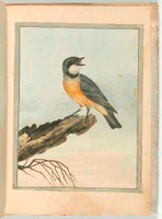 Orange breasted thrush (rufous whistler - Pachycephala rufiventris), c.1804