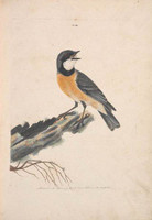 Orange breasted thrush (rufous whistler - Pachycephala rufiventris), c.1808