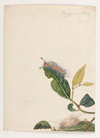 Orgyier Ocks (painted apple moth - Orgyia anartoides), 1803