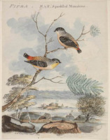 Pipra, 1806