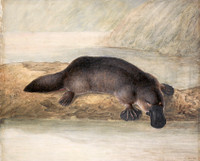 Platypus (Ornithorhynchus anatinus), 1810