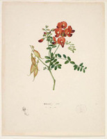 Red pea (smooth Darling pea? - Swainsonia galegifolia), 1802