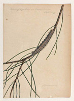 Rhinopsyche on casuarina (she-oak moth - Pernattia pusilla), 1803