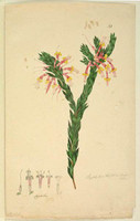 Styphelia triflora (pink five corners), c.1806