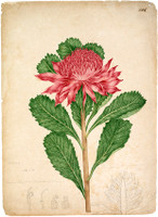 Telopea speciosissima (waratah), c.1806