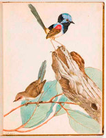 Variegated warbler (variegated fairy wren - Malurus lamberti), 1813 a2771013