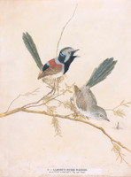 Variegated warbler (variegated fairy wren - Malurus lamberti), 1813 a4726009
