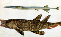 Barracouta (no.12); Leopard Shark (no.13) [longtom; banded wobbegong]