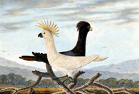 Black & White Cockatoo [sulphur-crested cockatoo]