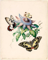 Butterflies with passionfruit flower 1854