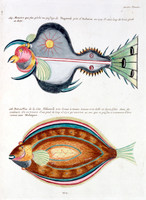 Planche XLV from Poissons, ecrevisses et crabes...