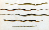 Reptiles. Brown Snake (no.1); Black (no.2); Diamond (no.3); Water (no.4); Grass (no.5)