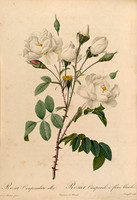 Rosa Campanulata alba