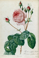 Rosa Centifolia Bullata