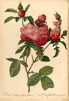 Rosa Centifolia prolifera foliacea
