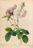 Rosa Damascena Celsiana prolifera