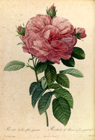 Rosa Gallica Flore giganteo