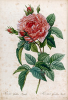 Rosa Gallica Regalis