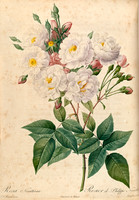 Rosa Noiseltiana