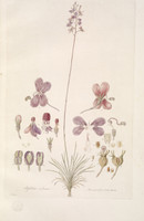 Stylidium Violaceum