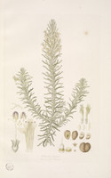 Chloanthes StÃ¦chadis