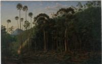 Cabbage Trees near the Shoalhaven River,  NSW, 1860