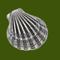 St Michaels Way Shell Antiqued Stylish Pewter Brooch