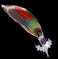 Mallard Feather Plume Thistle Flower Purple Glass Stone Chrome Plated Brooch