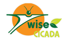 Wise Cicada