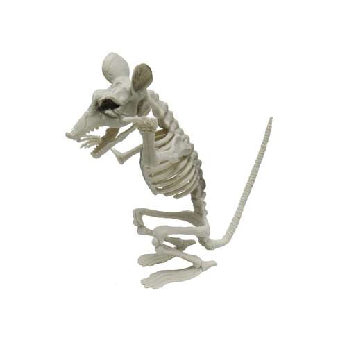 Skeleton Rat