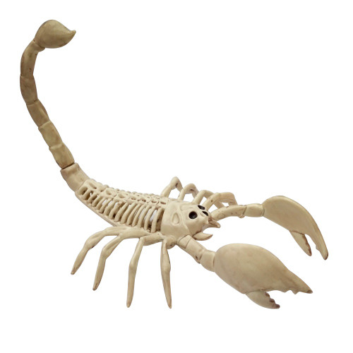Creepy Halloween Skeleton Scorpion - Witches of Halloween
