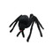 Large Black Hairy Spider 