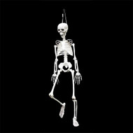 Hanging Posable Skeleton 