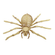 Skeleton Spider