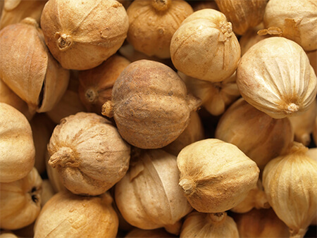 Kukui Nut Oil Skin Benefits | Try Kukui Nut Oil Lotion