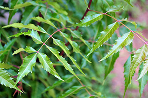 neem-leaf-2.jpg