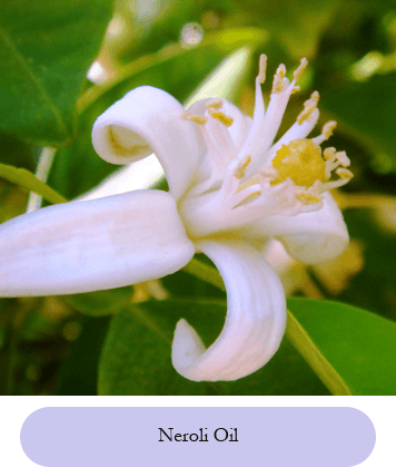 neroli flower